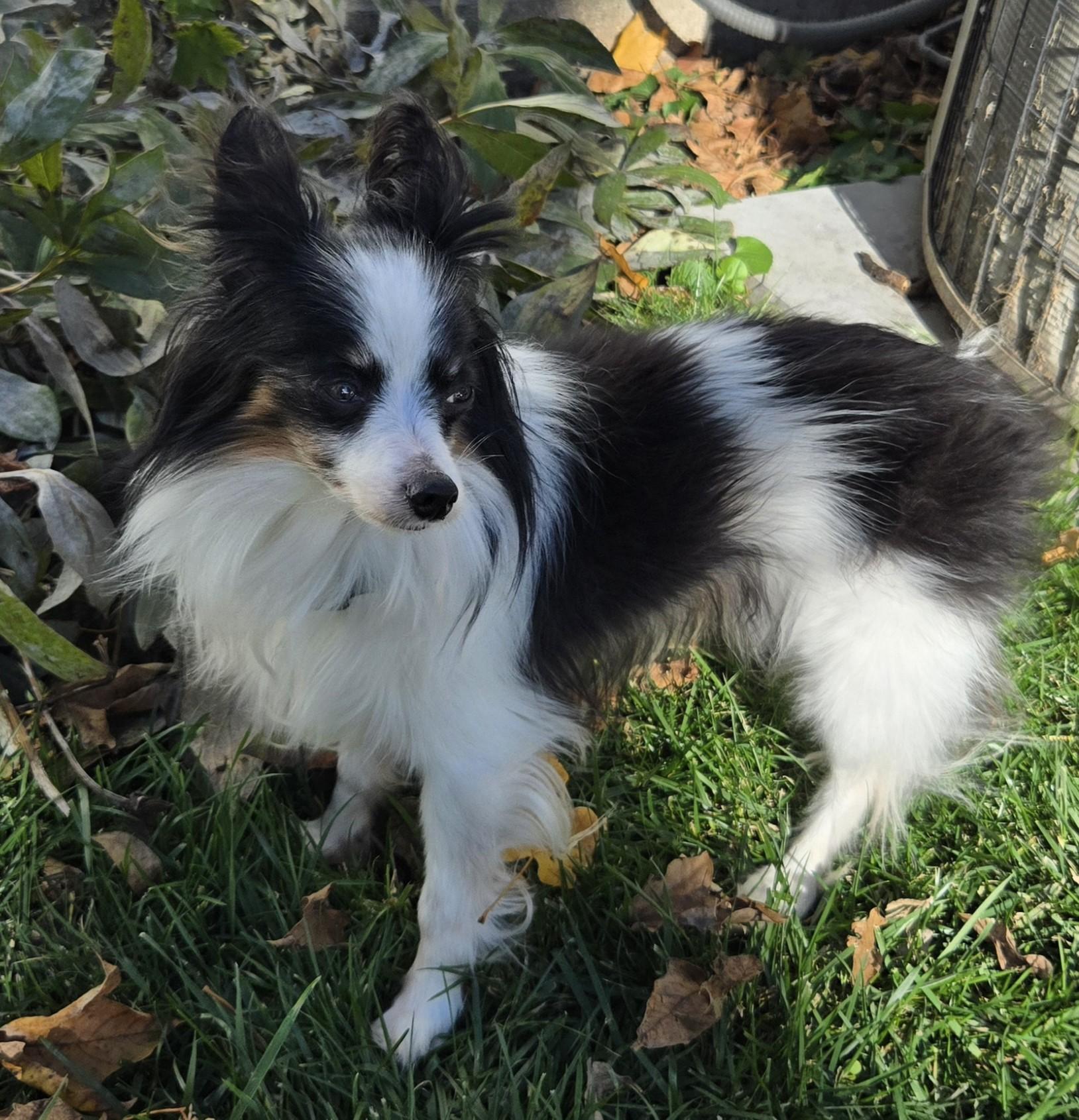 Enlarge Bruno, a ADOPTABLE Papillon in Rochester, MN image 3/4
