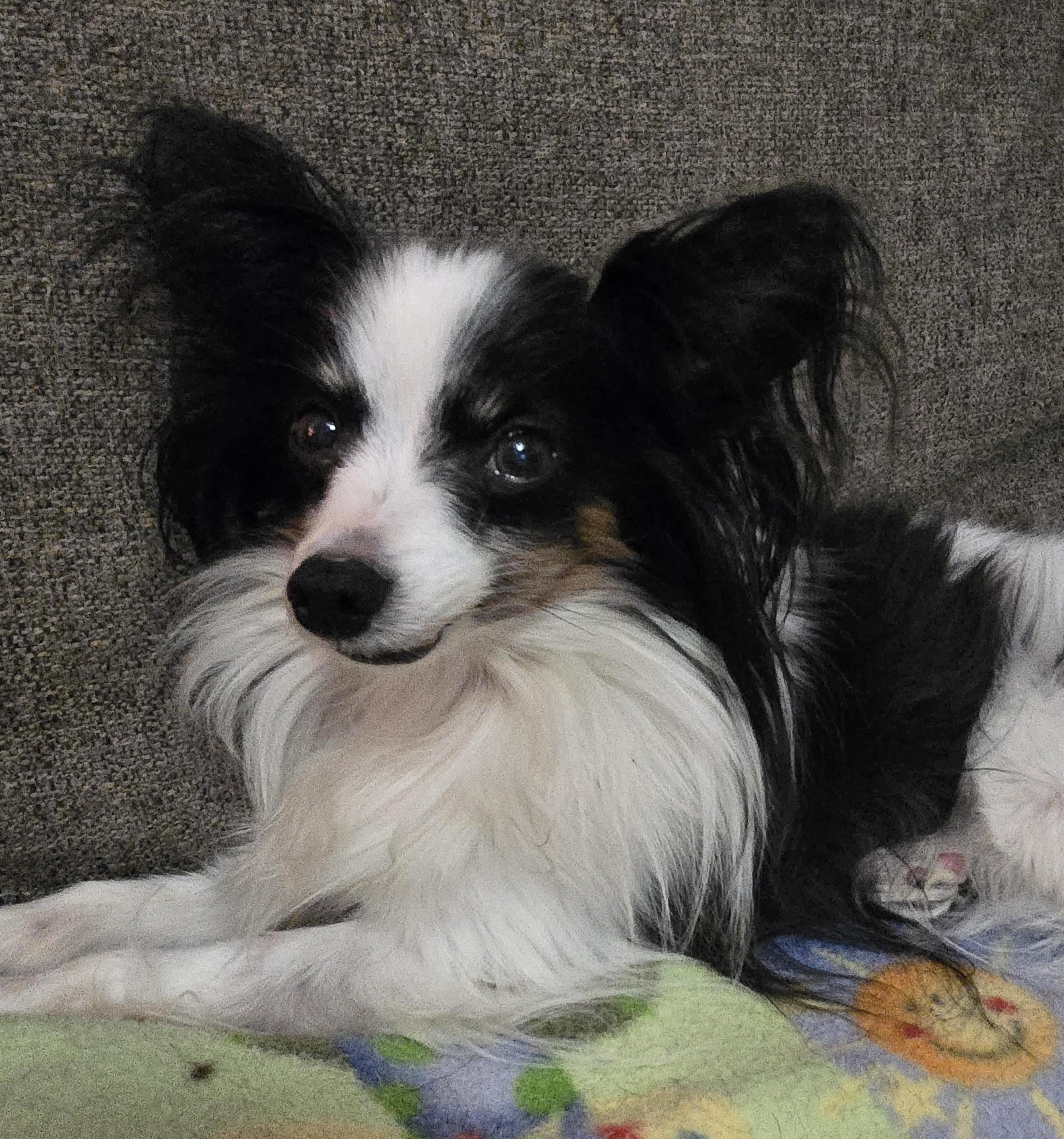 Enlarge Bruno, a ADOPTABLE Papillon in Rochester, MN image 2/4