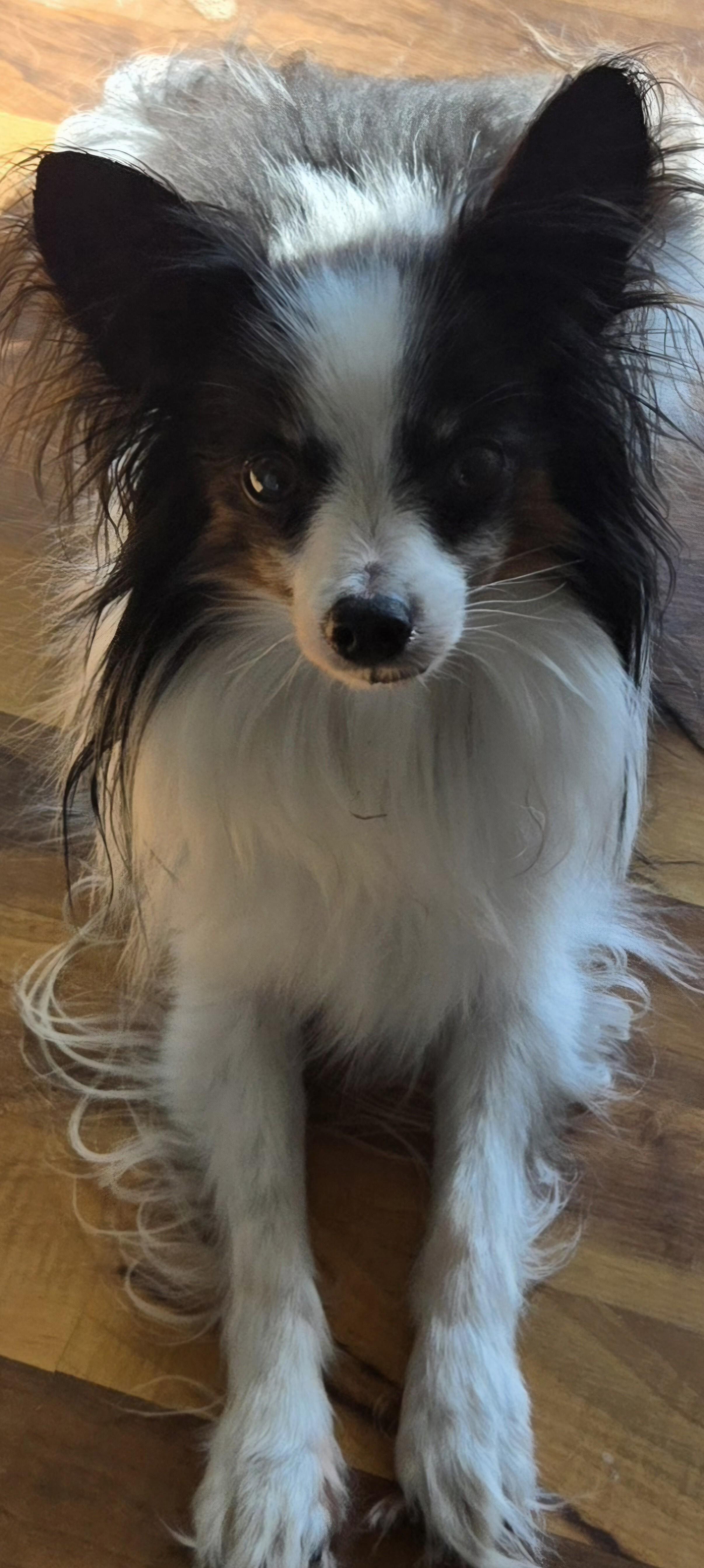 Enlarge Bruno, a ADOPTABLE Papillon in Rochester, MN image 4/4