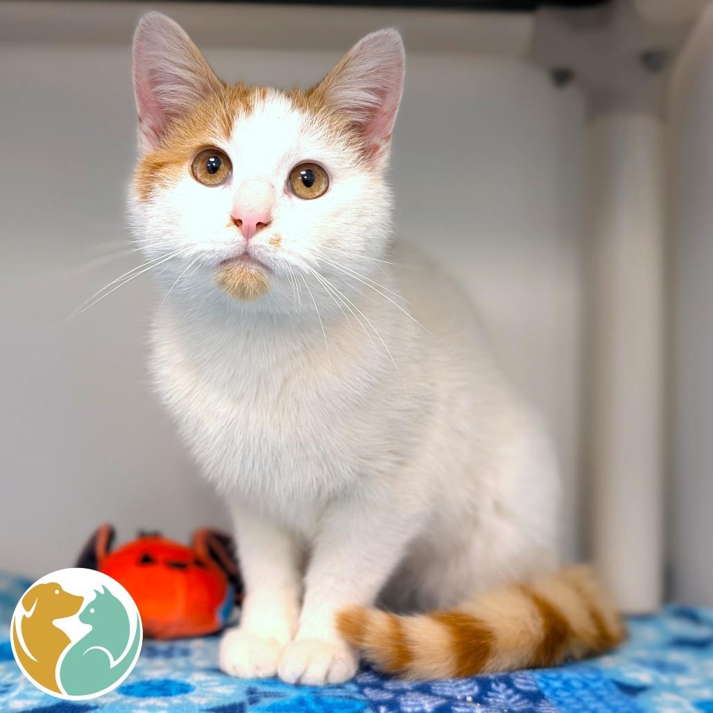 Enlarge Elliot, a Adoptable Domestic Short Hair in Toledo, OH image 1/1