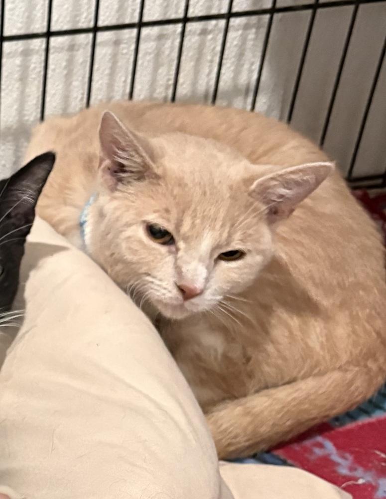 Conrad, Adoptable, Kitten Male Domestic Short Hair.