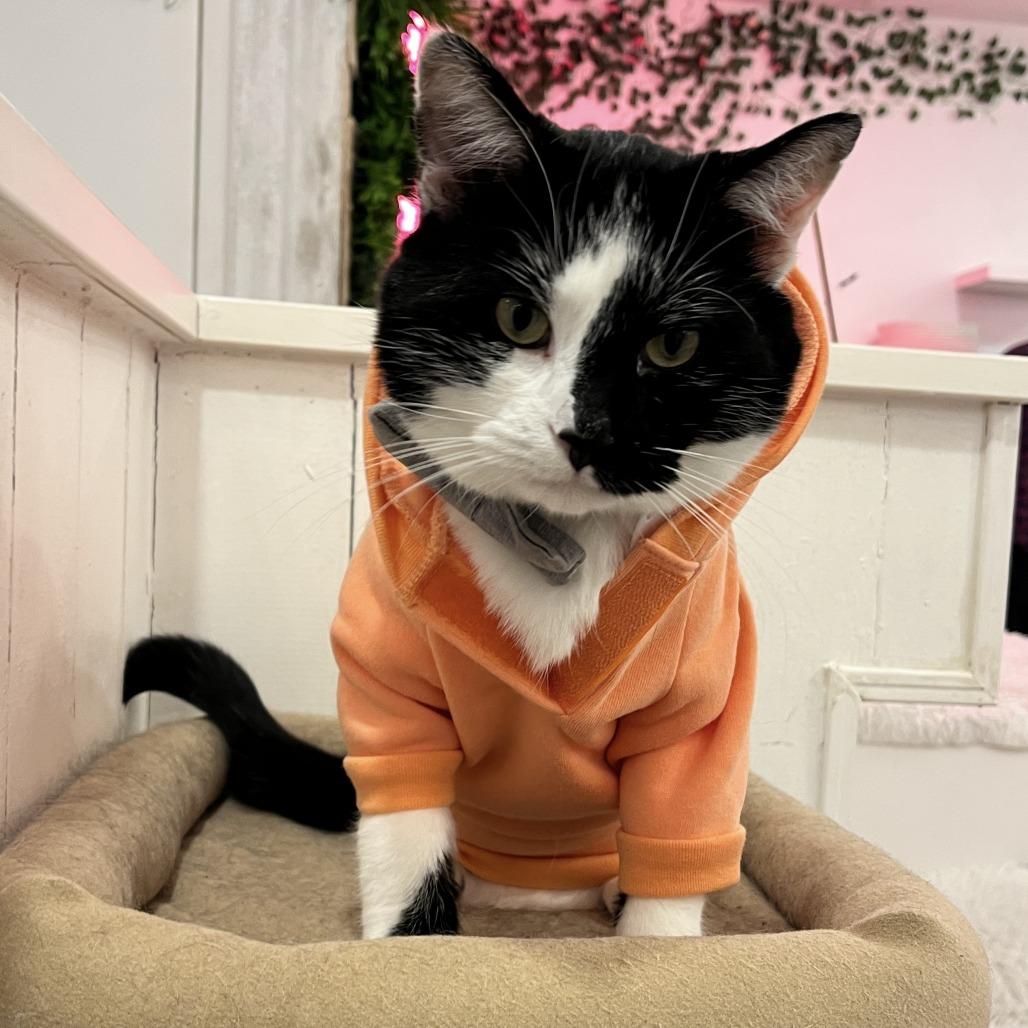 Enlarge Scar, a Adoptable Domestic Short Hair in Fairfax Station, VA image 1/4