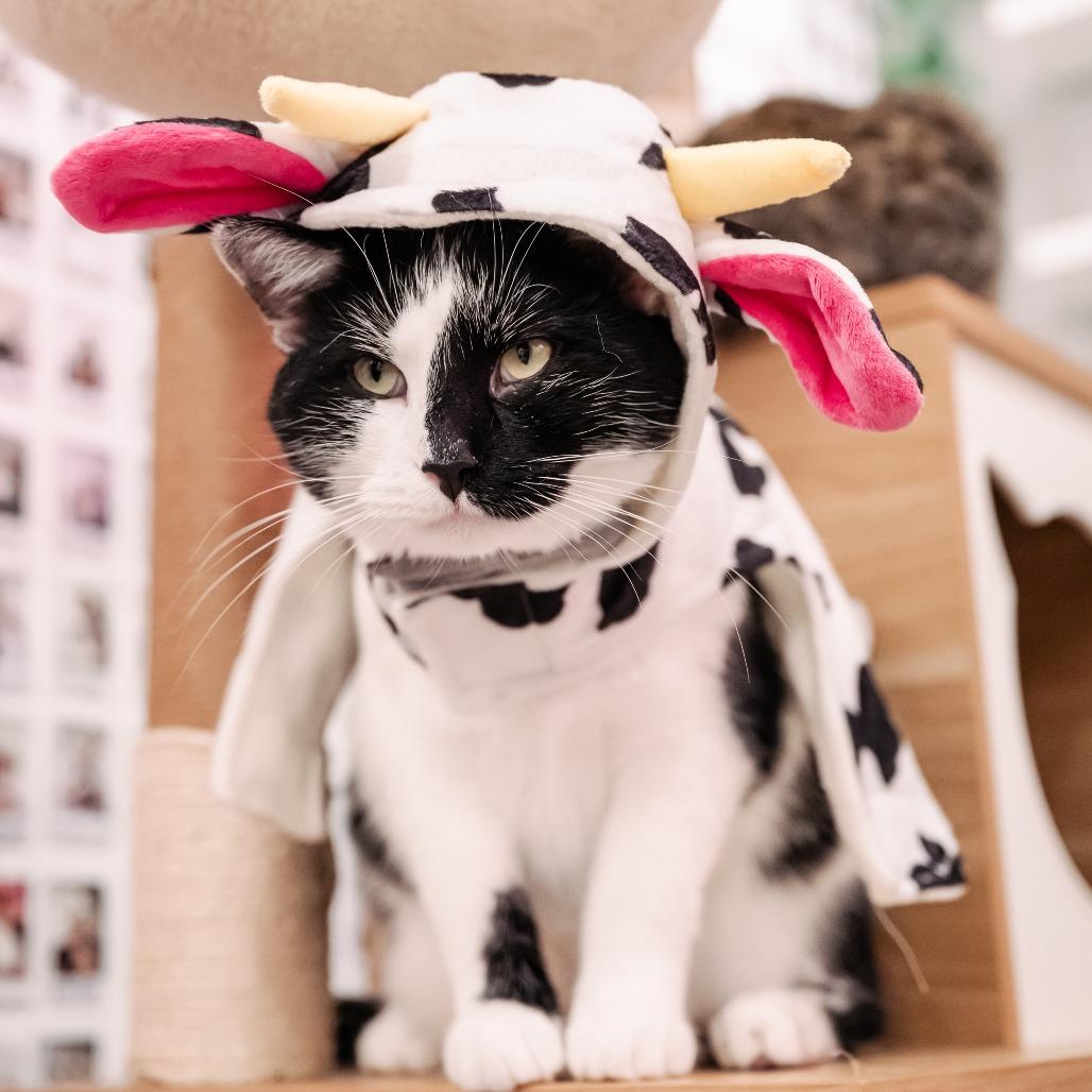 Enlarge Scar, a Adoptable Domestic Short Hair in Fairfax Station, VA image 2/4