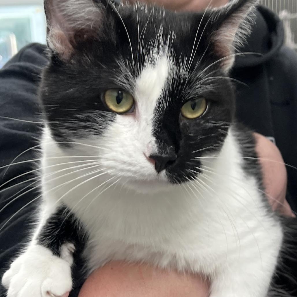 Enlarge Scar, a Adoptable Domestic Short Hair in Fairfax Station, VA image 3/4