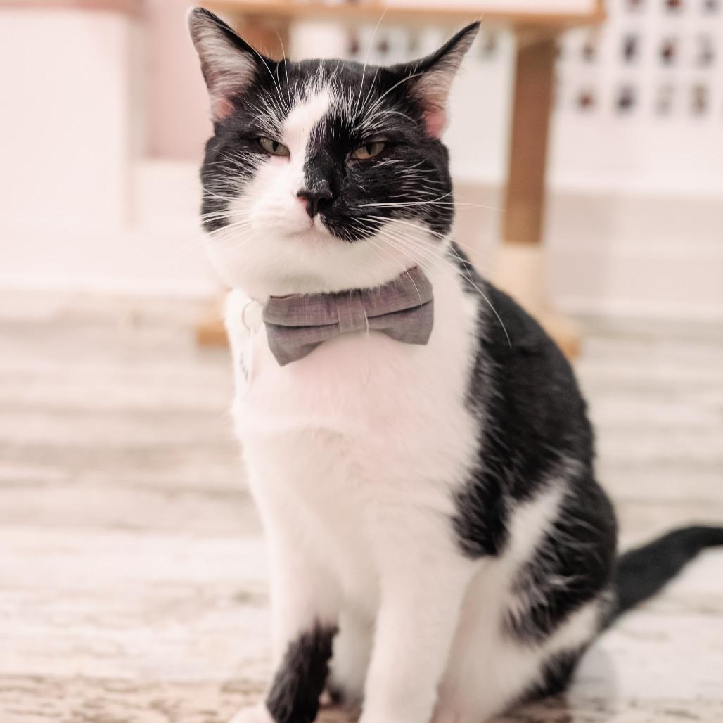 Enlarge Scar, a Adoptable Domestic Short Hair in Fairfax Station, VA image 4/4