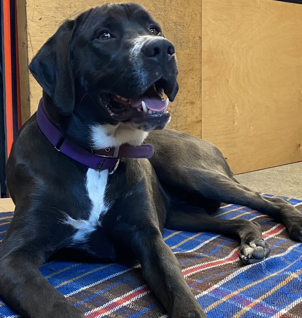 Andy, Adopted, Young Male German Shorthaired Pointer.