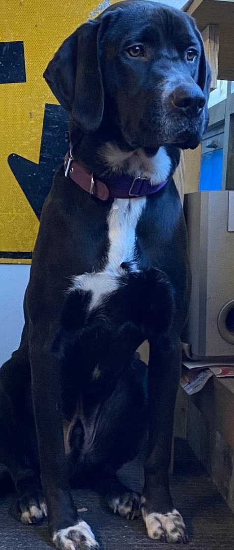 Andy, a Adopted mixed breed in Flushing, NY image 2/3