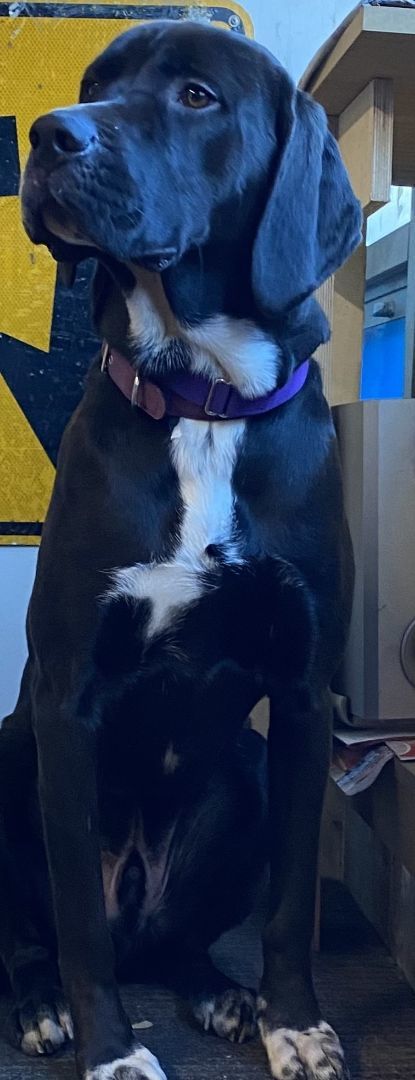 Andy, a Adopted mixed breed in Flushing, NY image 3/3