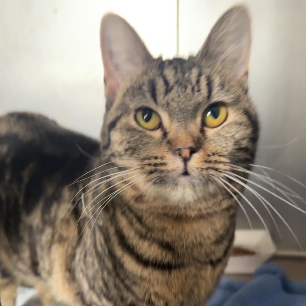 Enlarge PeanutButter, a Adoptable Domestic Short Hair in Blair, WI image 2/4