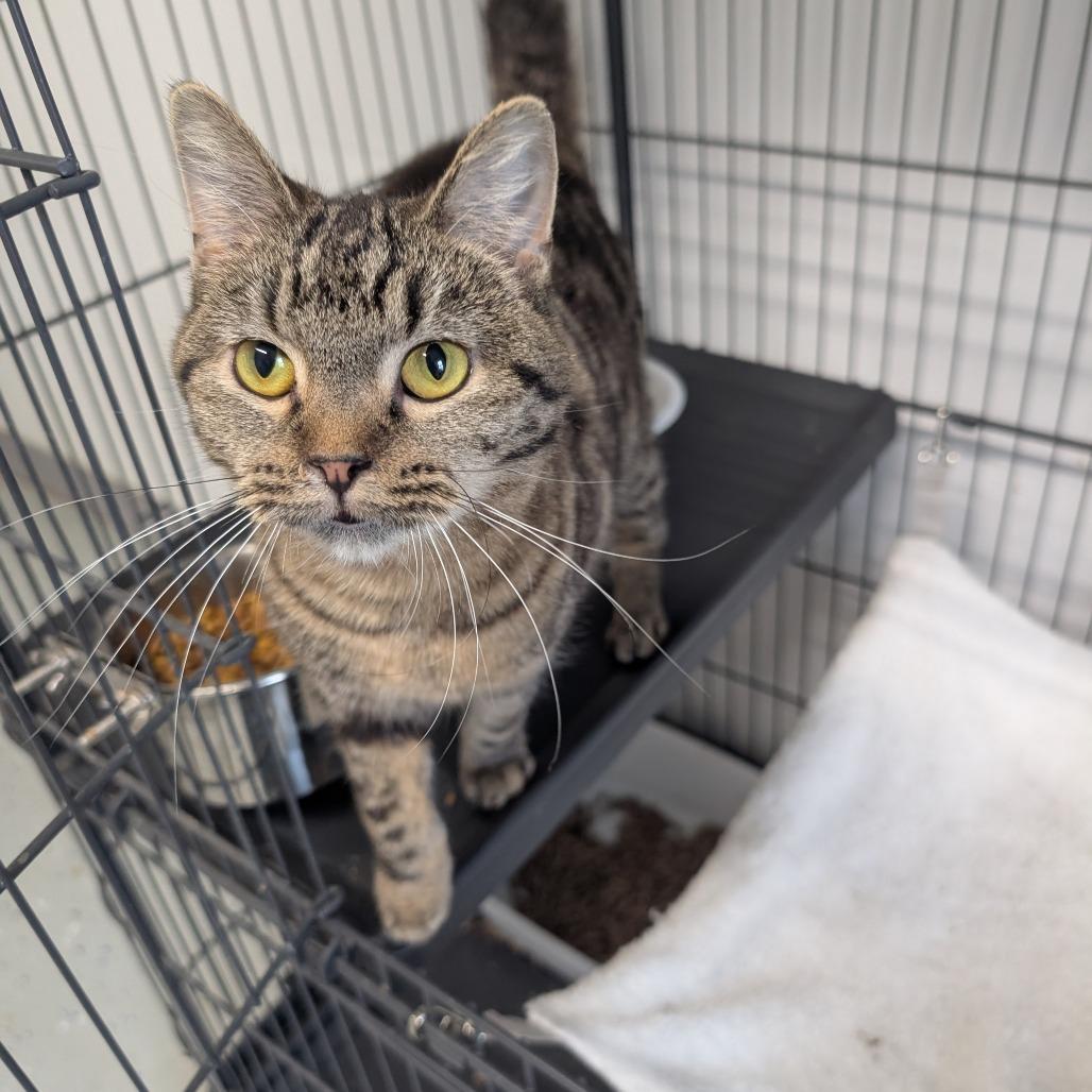 Enlarge PeanutButter, a Adoptable Domestic Short Hair in Blair, WI image 3/5