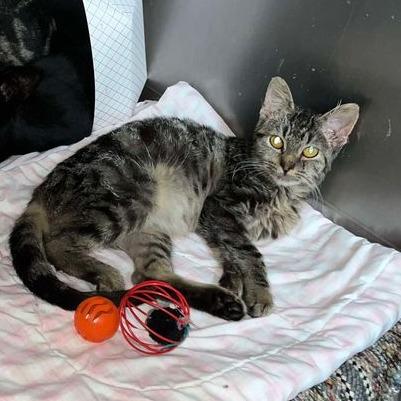 Enlarge PeanutButter, a Adoptable Domestic Short Hair in Blair, WI image 3/4