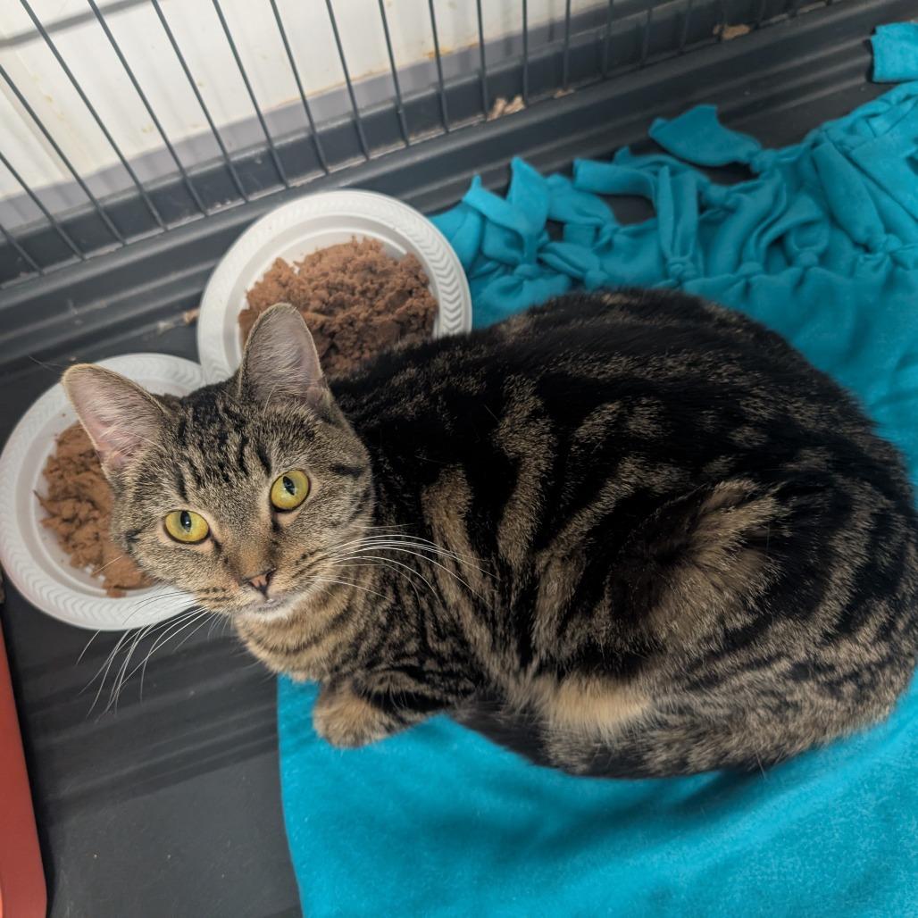 Enlarge PeanutButter, a Adoptable Domestic Short Hair in Blair, WI image 4/4