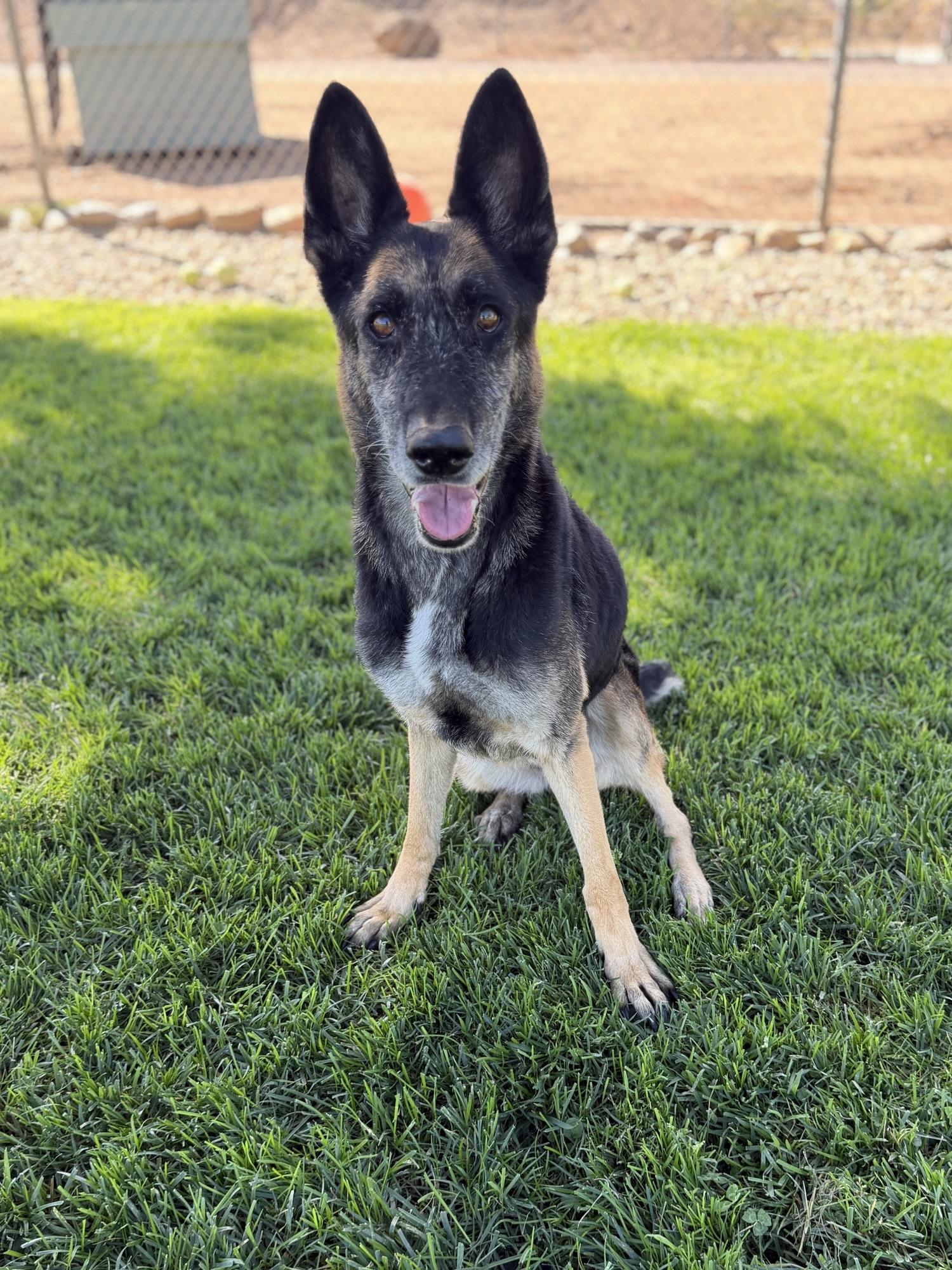 Enlarge Edith, a ADOPTABLE German Shepherd Dog in Oakdale, CA image 1/1