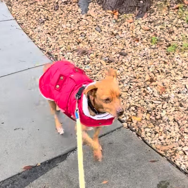 Churro, Adoptable, Adult Male Mixed Breed.