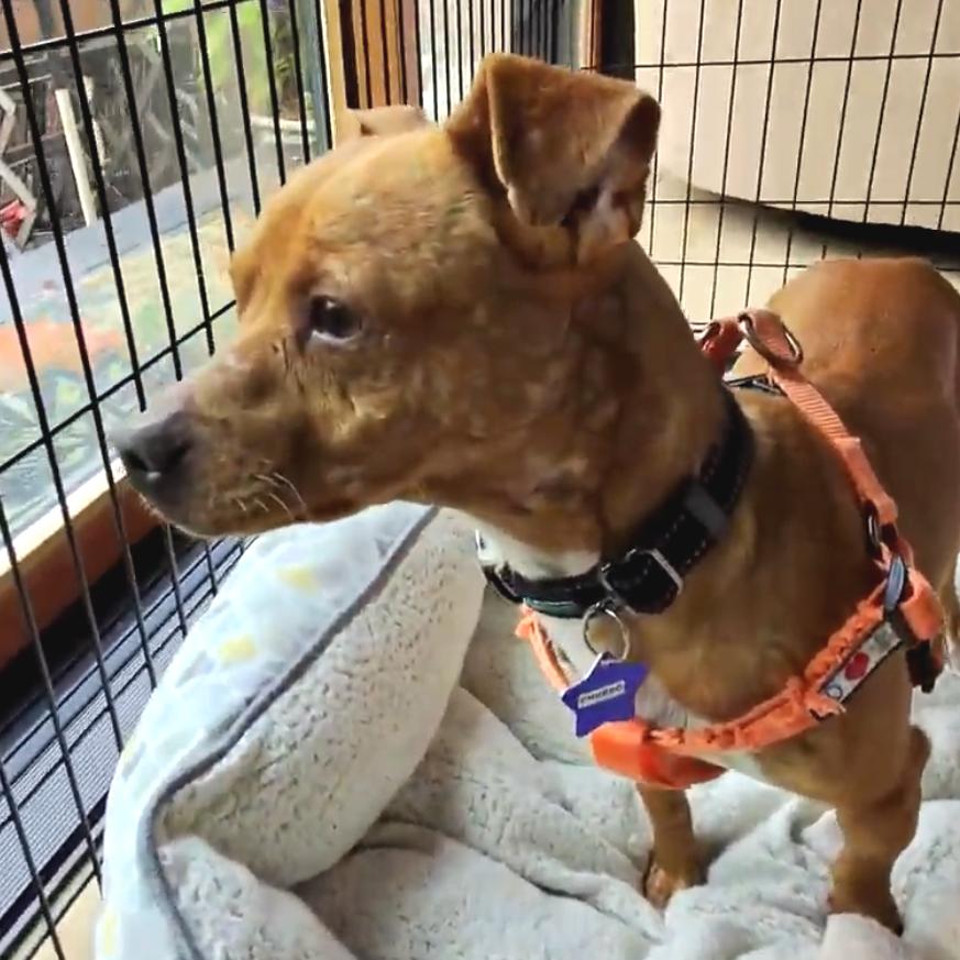 Enlarge Churro, a Adoptable Mixed Breed in San Francisco, CA image 2/4