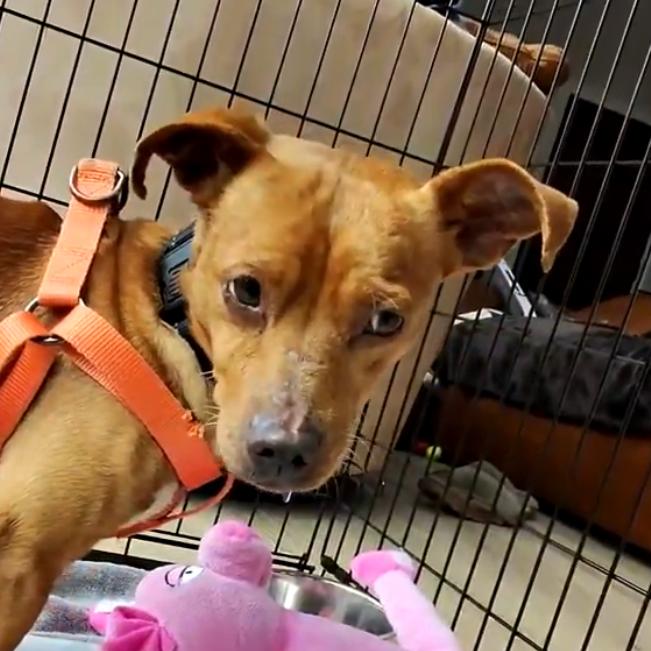 Enlarge Churro, a Adoptable Mixed Breed in San Francisco, CA image 3/4