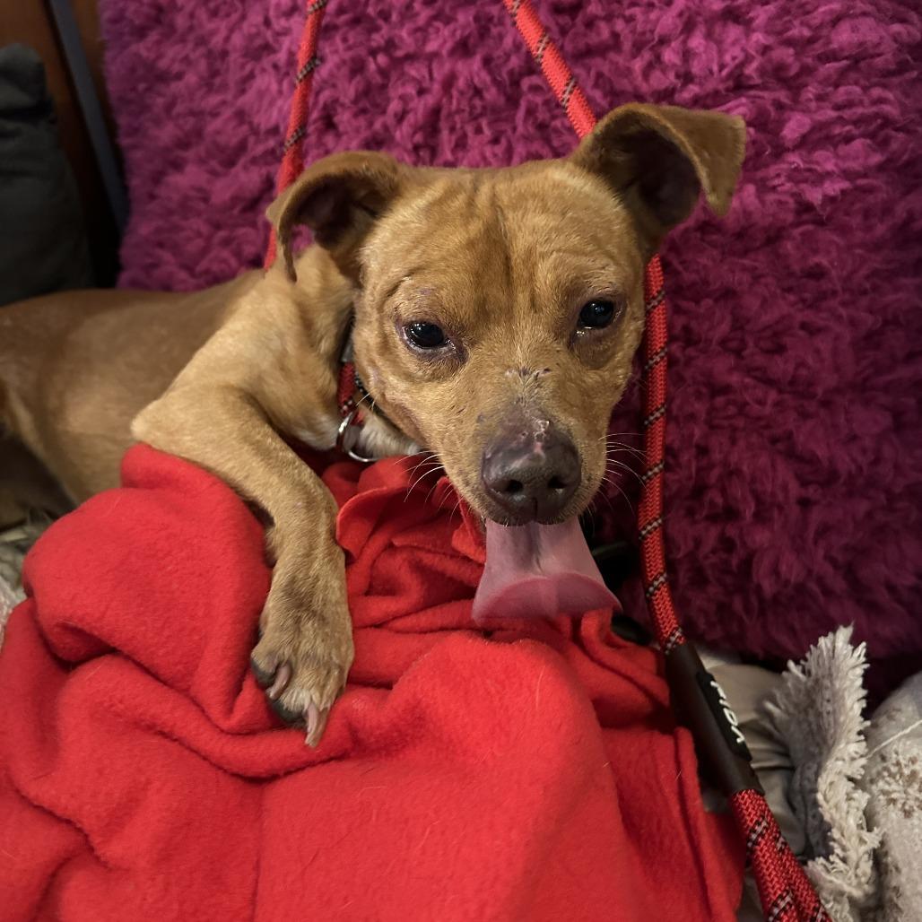 Enlarge Churro, a Adoptable Mixed Breed in San Francisco, CA image 4/4