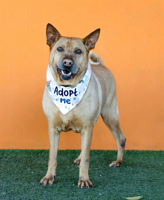 NINO, Adoptable, Adult Male Shar-Pei & Mixed Breed.