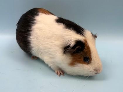 Popcorn, Adoptable, Adult Male Guinea Pig.