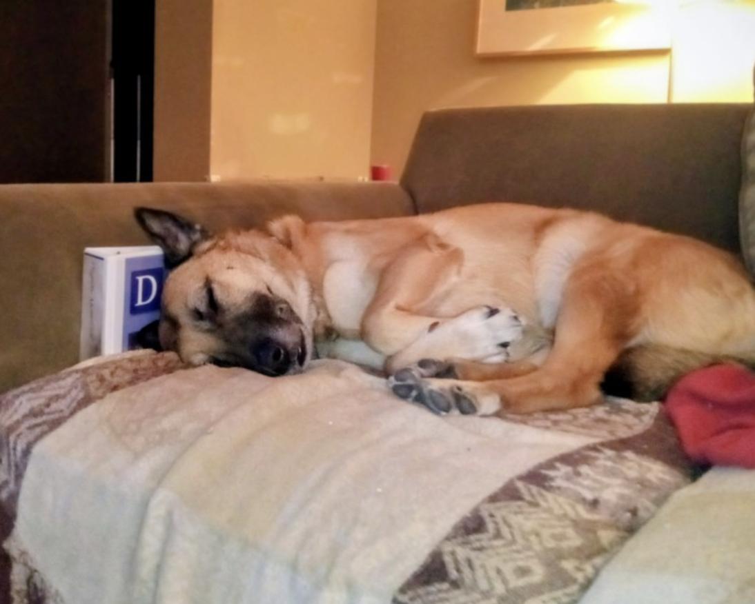 Lola, a ADOPTABLE mixed breed in Toronto, ON image 5/5