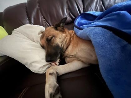 Lola, a ADOPTABLE mixed breed in Toronto, ON image 3/5