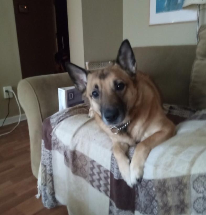 Lola, a ADOPTABLE mixed breed in Toronto, ON image 1/5