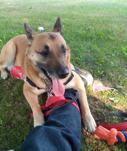 Lola, a ADOPTABLE mixed breed in Toronto, ON image 2/5