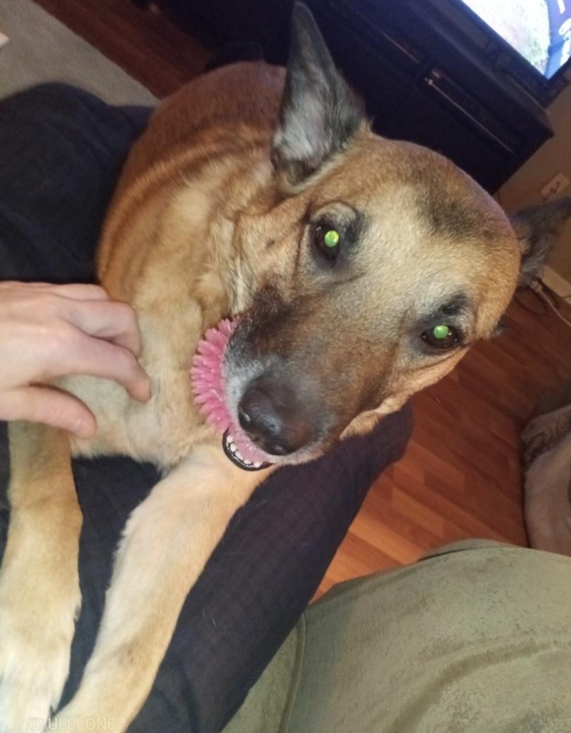 Lola, a ADOPTABLE mixed breed in Toronto, ON image 4/5