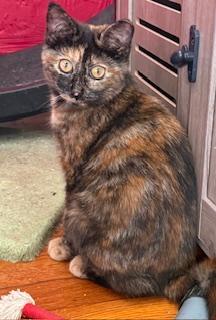 Enlarge Prancer and Dancer, a Adoptable Tortoiseshell in Washington, DC image 1/2