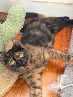 Enlarge Prancer and Dancer, a Adoptable Tortoiseshell in Washington, DC image 2/2