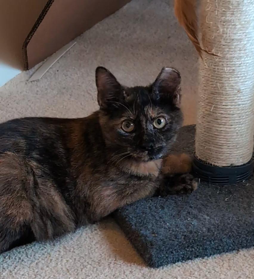 Enlarge Prancer and Dancer, a Adoptable Tortoiseshell in Washington, DC image 4/4