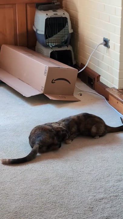 Enlarge Prancer and Dancer, a Adoptable Tortoiseshell in Washington, DC video 2/5