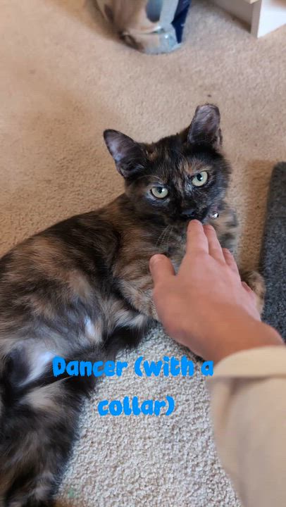 Enlarge Prancer and Dancer, a Adoptable Tortoiseshell in Washington, DC video 3/4