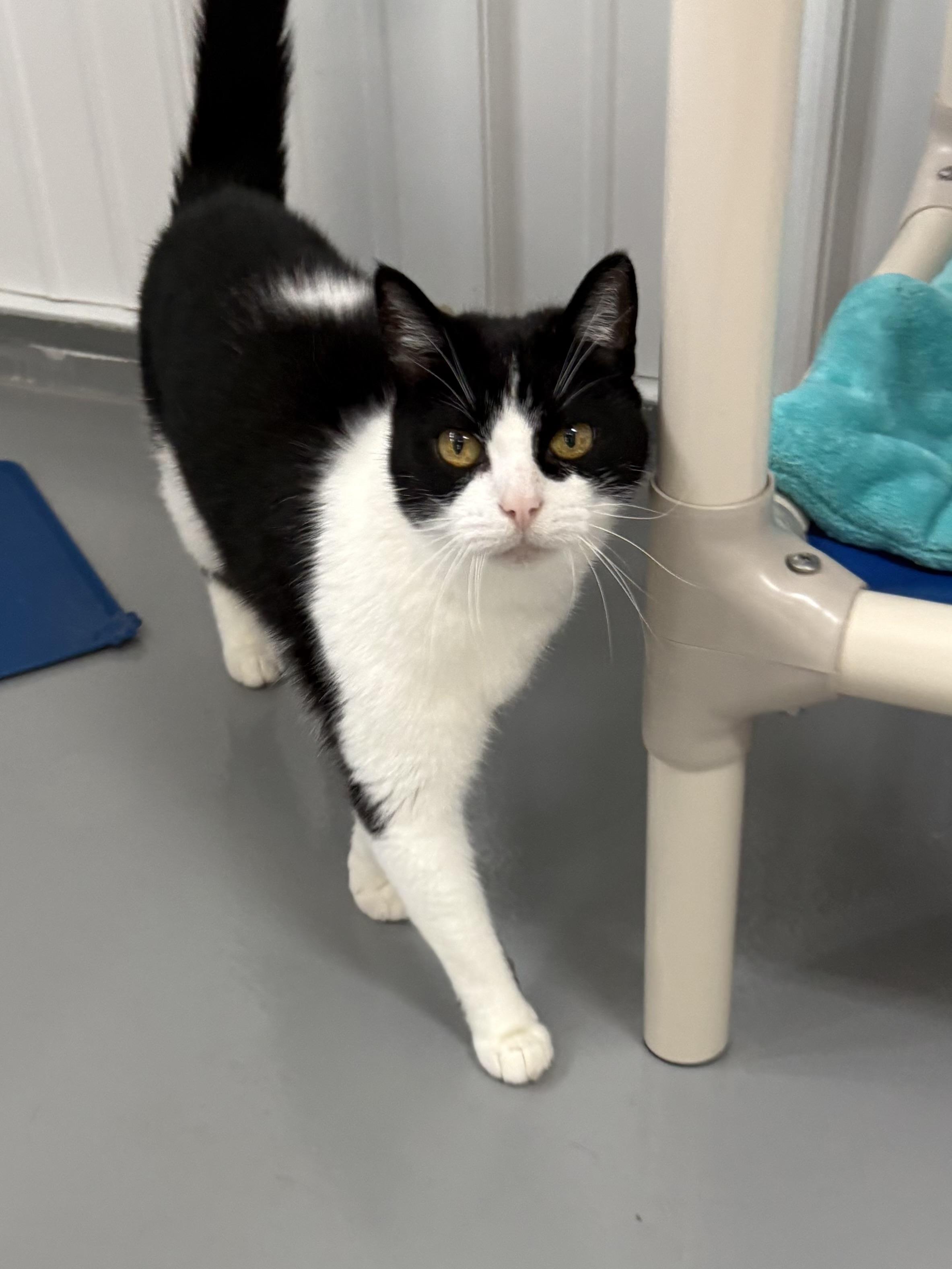 Enlarge Genna, a ADOPTABLE American Shorthair in Big Rapids, MI image 2/4
