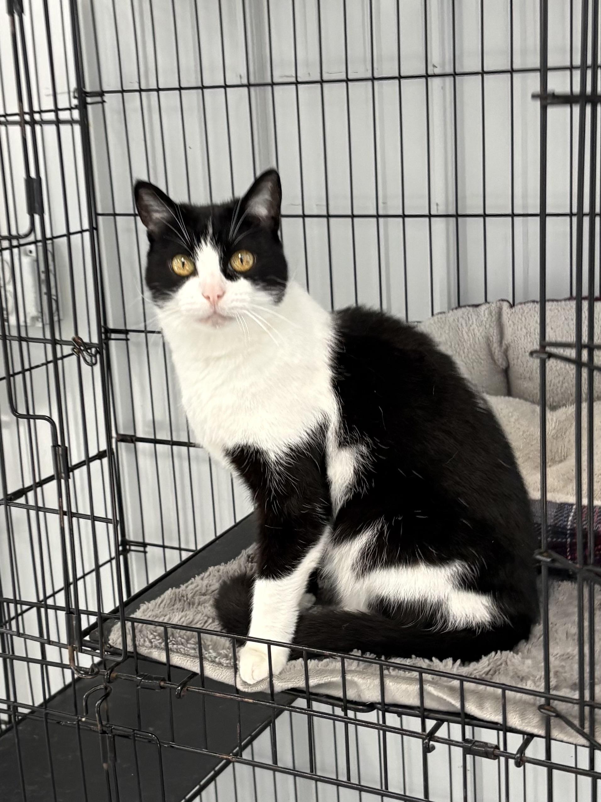 Enlarge Genna, a ADOPTABLE American Shorthair in Big Rapids, MI image 1/4