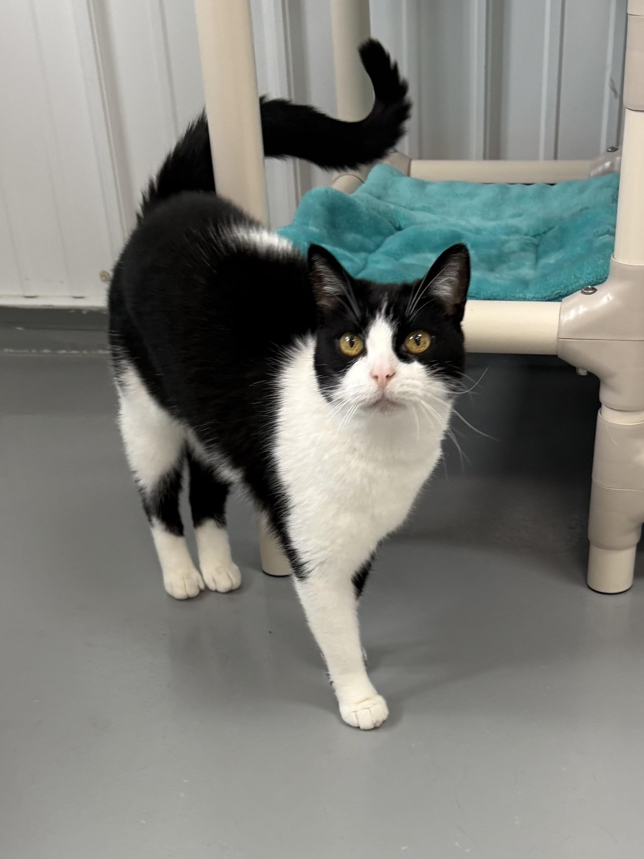 Enlarge Genna, a ADOPTABLE American Shorthair in Big Rapids, MI image 3/4