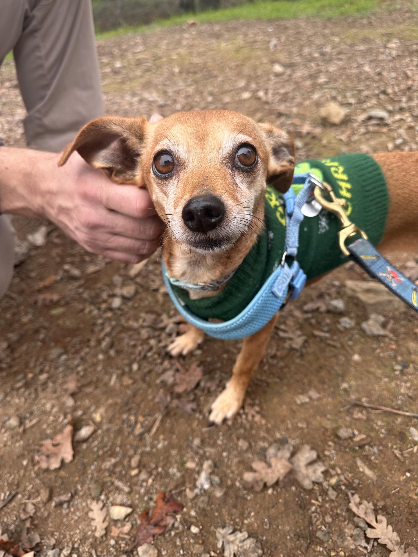 Heidi — thumbnail 3