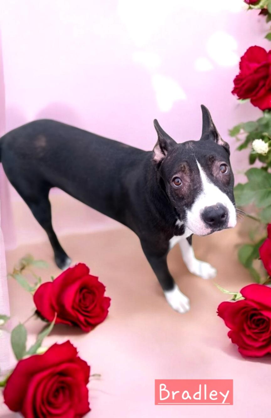 Bradley, a Adoptable mixed breed in Winter haven, FL image 2/3