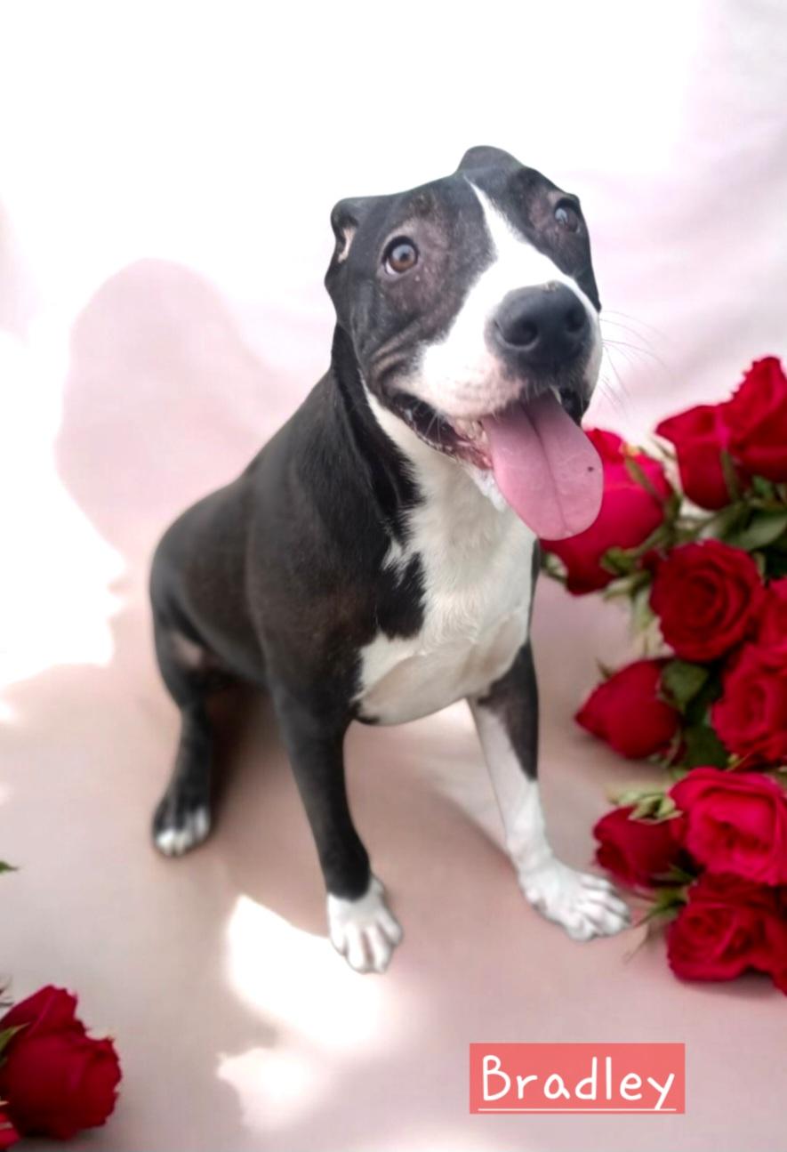 Bradley, a Adoptable mixed breed in Winter haven, FL image 3/3