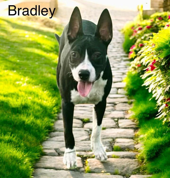 Bradley, a Adoptable mixed breed in Winter haven, FL image 1/3