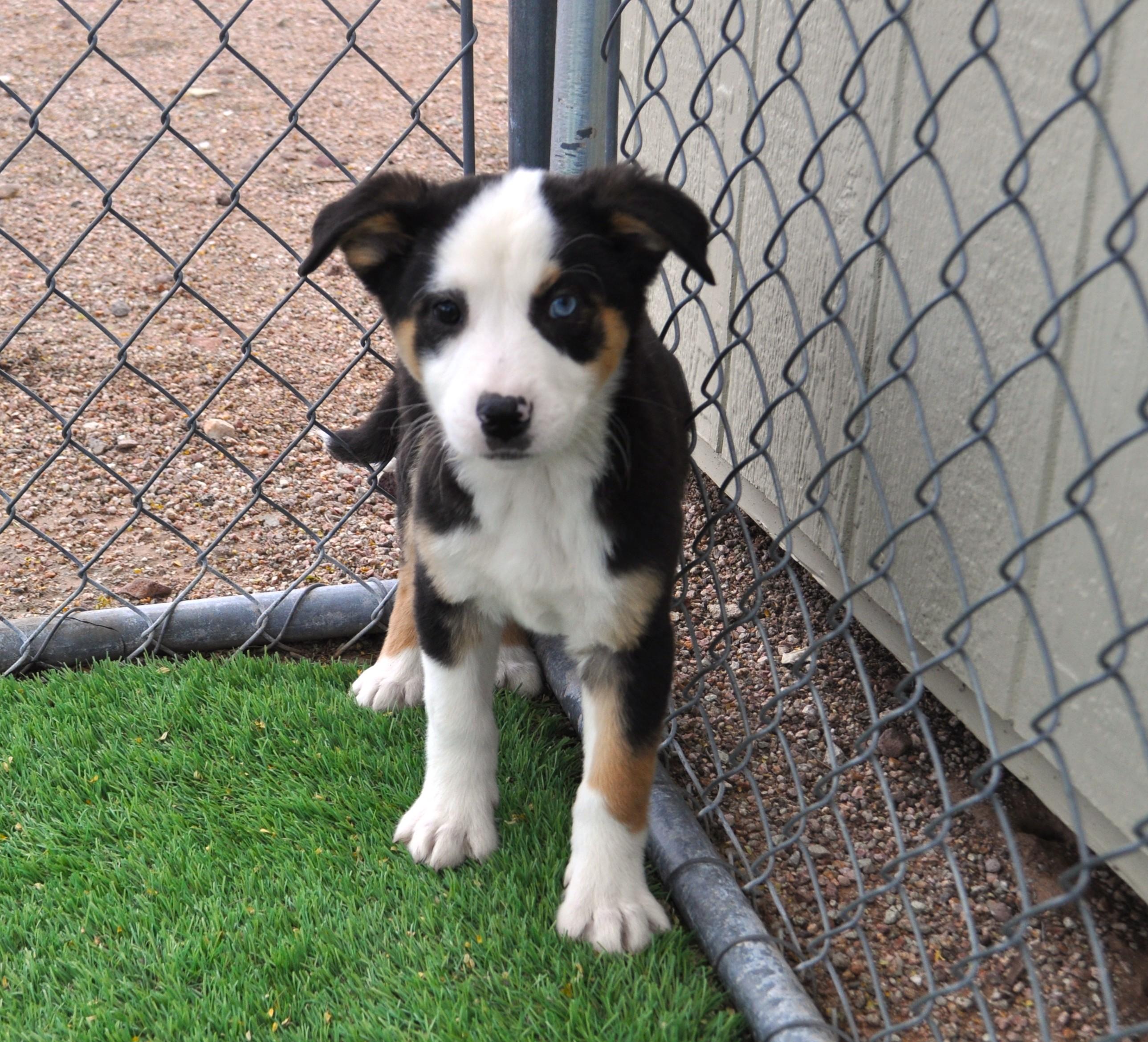 Enlarge Lyra, an adopted mixed breed in Apache Junction, AZ image 2/2