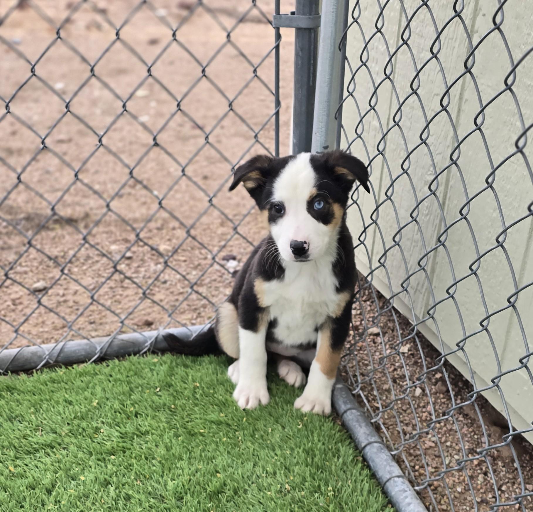 Lyra, adopted, Puppy Female Border Collie & Smooth Collie.