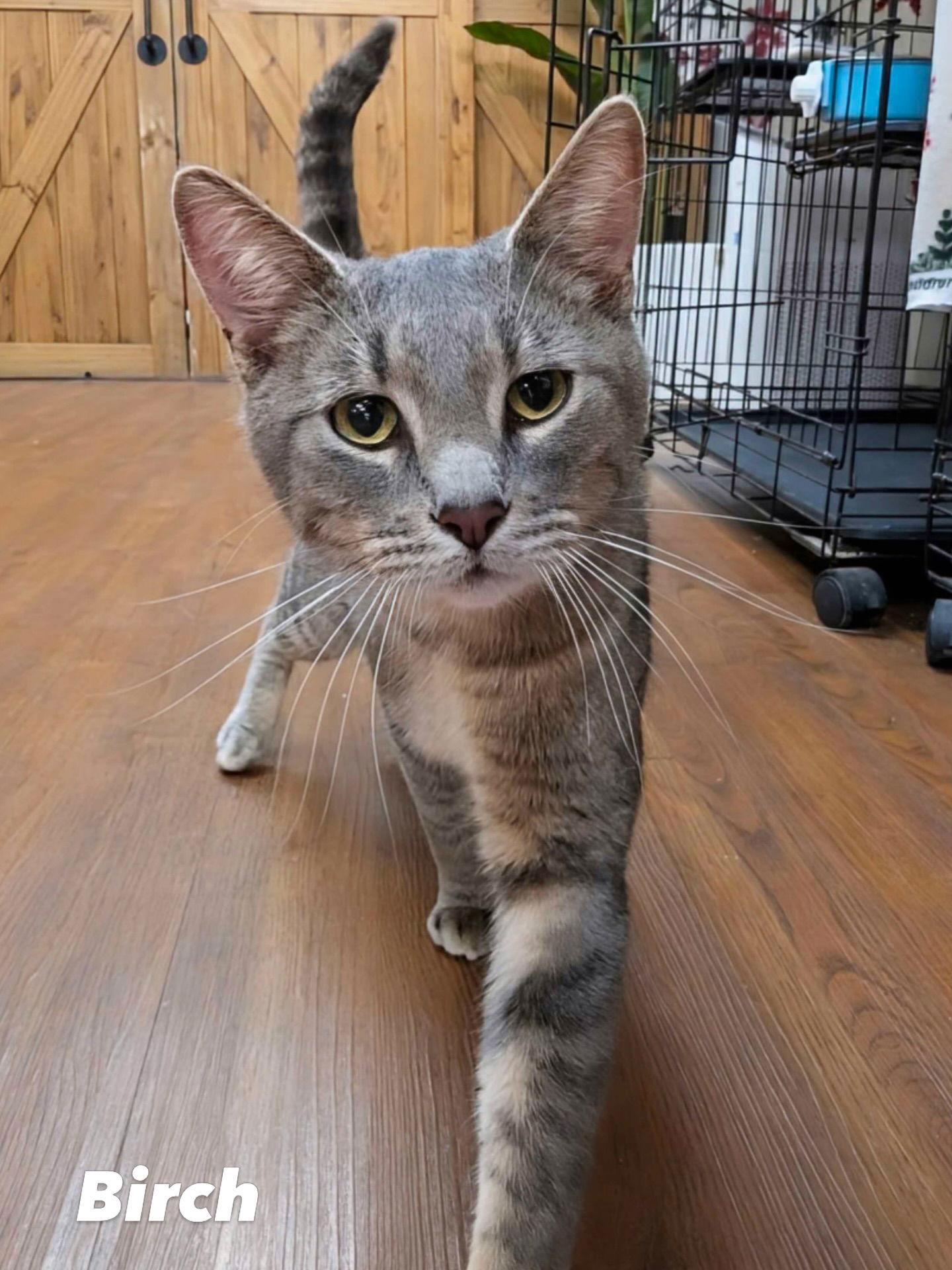 Birch, Adoptable, Adult Male Domestic Short Hair.