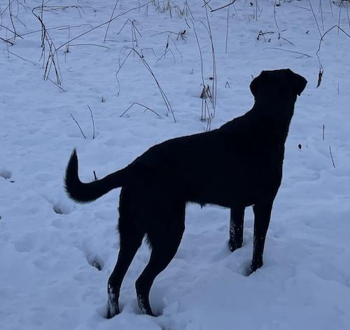 Enlarge Indy #5, a ADOPTABLE Black Labrador Retriever in Killingworth, CT image 2/3