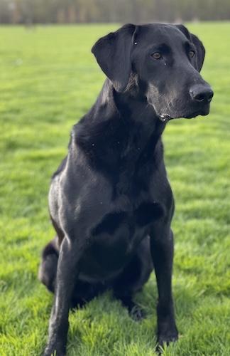 Enlarge Indy #5, a ADOPTABLE Black Labrador Retriever in Killingworth, CT image 3/3