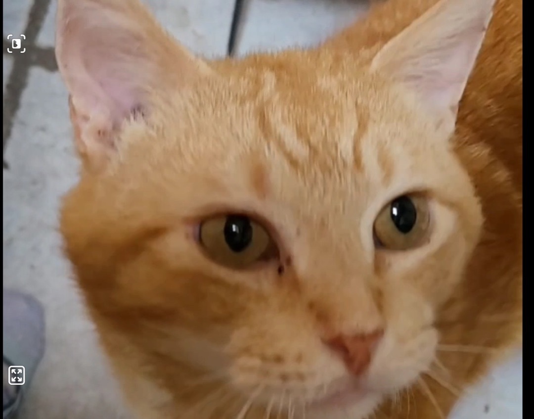 Leo, Adult Male Domestic Short Hair