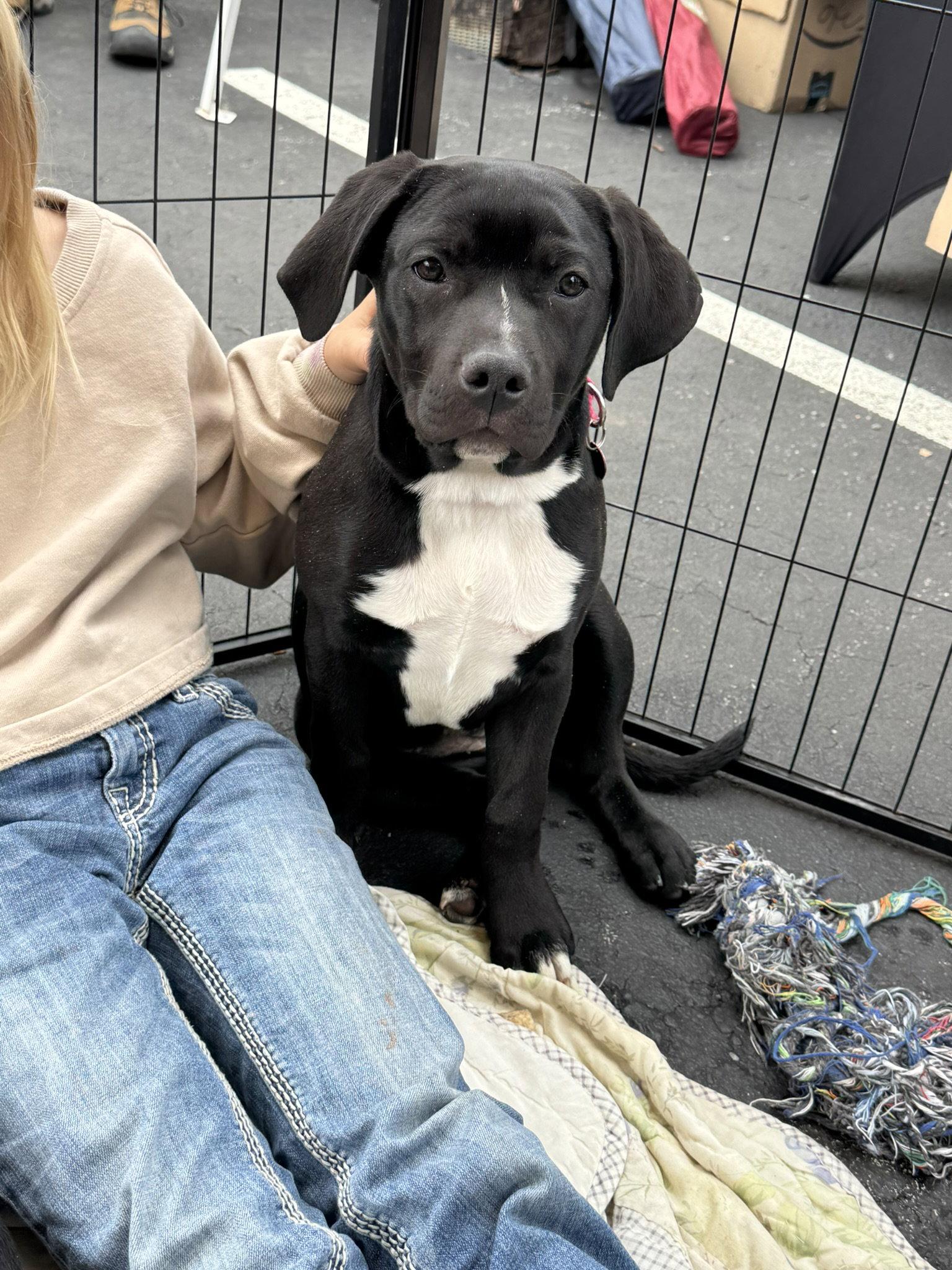 Enlarge Darcy, a Adoptable Labrador Retriever in Blairsville, GA image 1/3