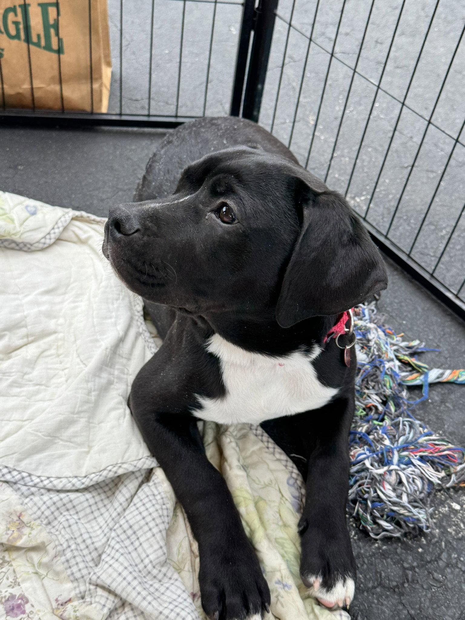Enlarge Darcy, a Adoptable Labrador Retriever in Blairsville, GA image 2/3