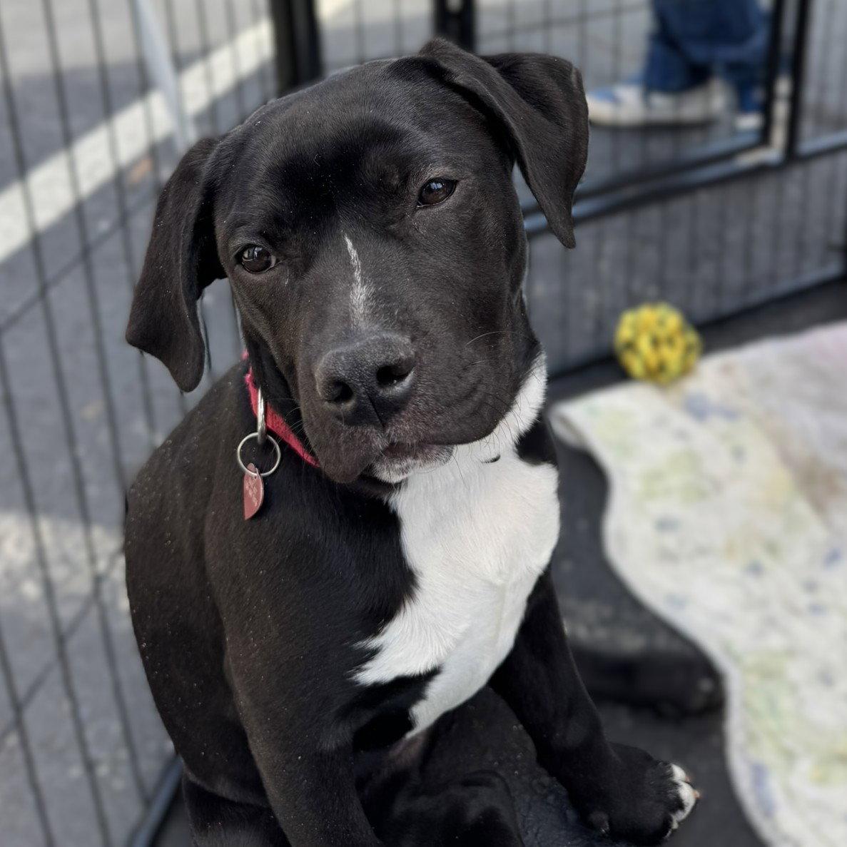 Enlarge Darcy, a Adoptable Labrador Retriever in Blairsville, GA image 3/3