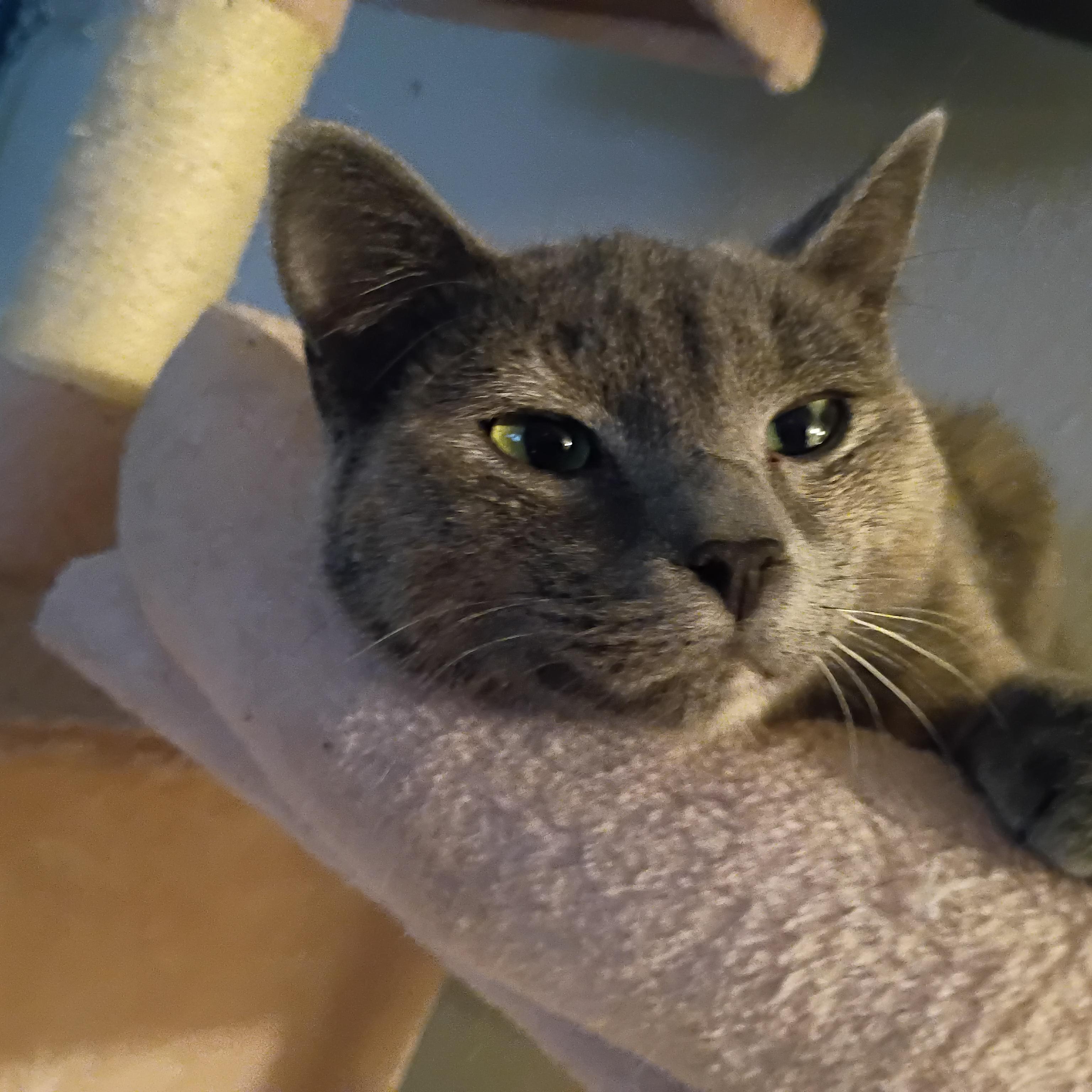 Plum, a ADOPTABLE Dilute Tortoiseshell in Pocatello, ID image 1/5